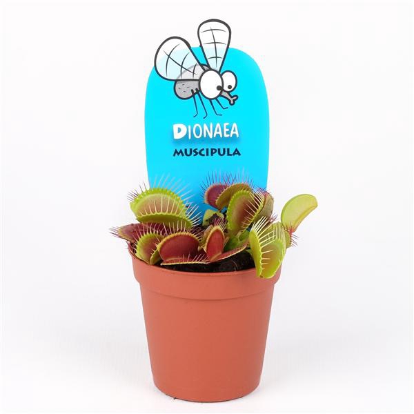 <h4>Dionaea muscipula</h4>