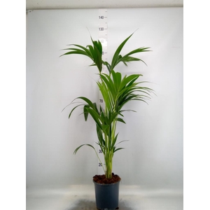 Howea forsteriana