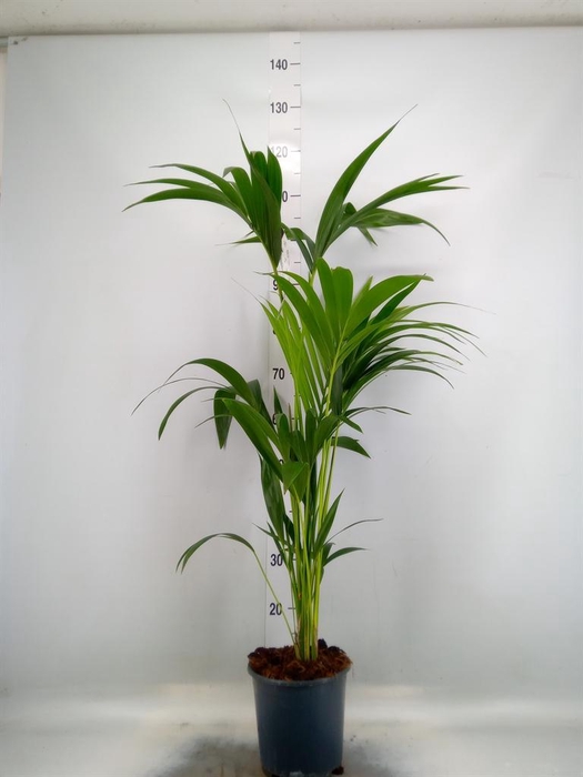 <h4>Howea forsteriana</h4>