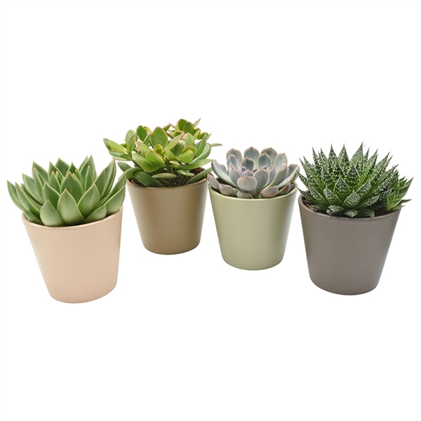 <h4>Succulenten gemengd 3 soorten</h4>