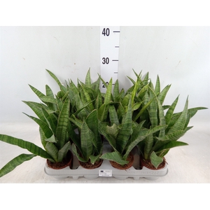 Sansevieria zeylanica 'Greenline'