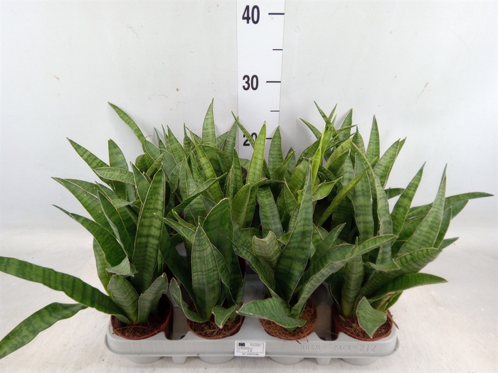 <h4>Sansevieria zeylanica 'Greenline'</h4>