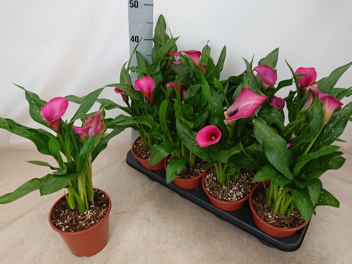 <h4>ZANT CHERRY KISS</h4>