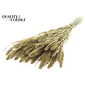 Setaria per bunch Gold + Glitter