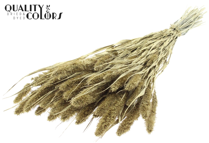 Setaria per bunch Gold + Glitter