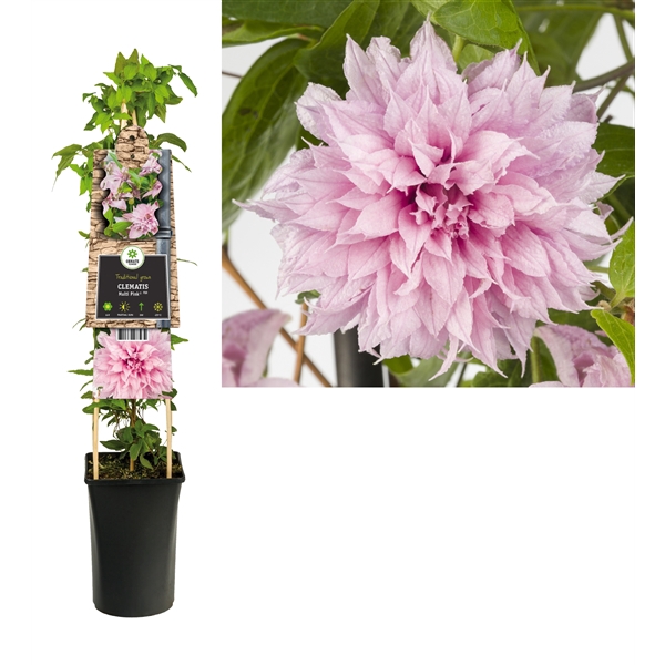 <h4>Clematis Multi Pink® PBR +3.0 label</h4>