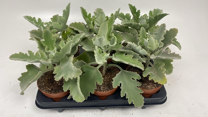 <h4>Kalanchoe Beharensis</h4>