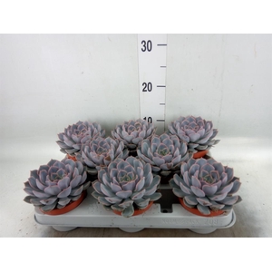 Echeveria  'Orion'