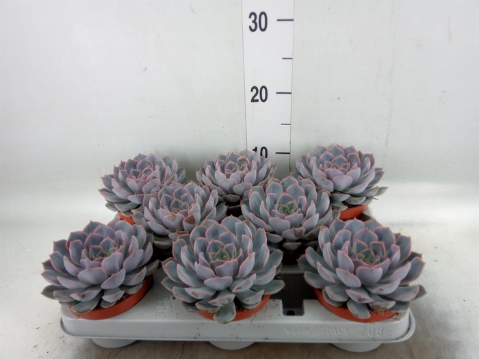 <h4>Echeveria 'Orion'</h4>