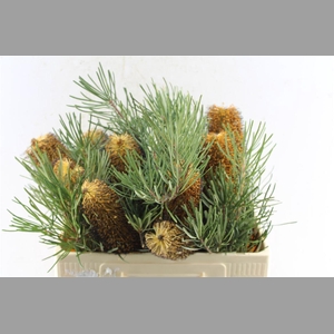 Banksia Spinulosa