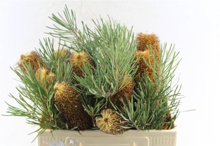<h4>Banksia Spinulosa</h4>