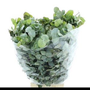 EUC CINEREA PER BOS