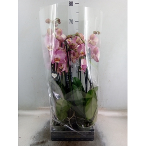 Phalaenopsis   ...