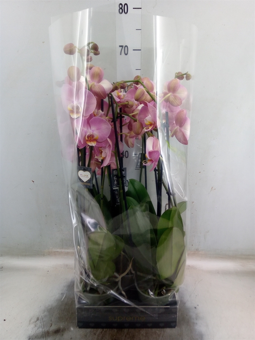 <h4>Phalaenopsis   ...</h4>