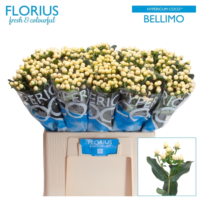 <h4>HYP COCO BELLIMO</h4>