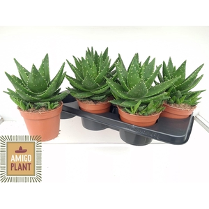 ALOE PERFOLIATA