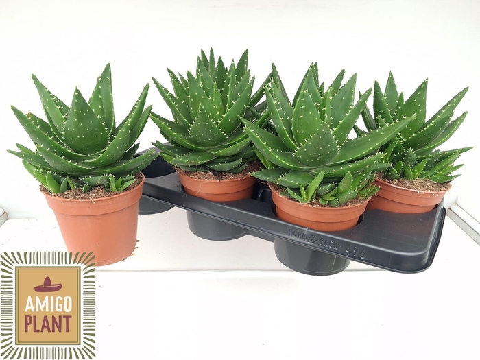 <h4>ALOE PERFOLIATA</h4>