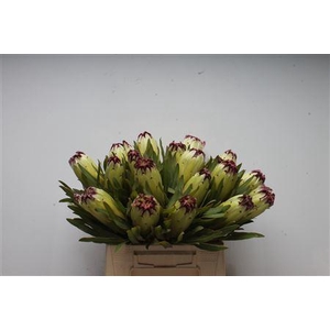Protea Limelight