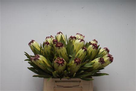 <h4>Protea Limelight</h4>