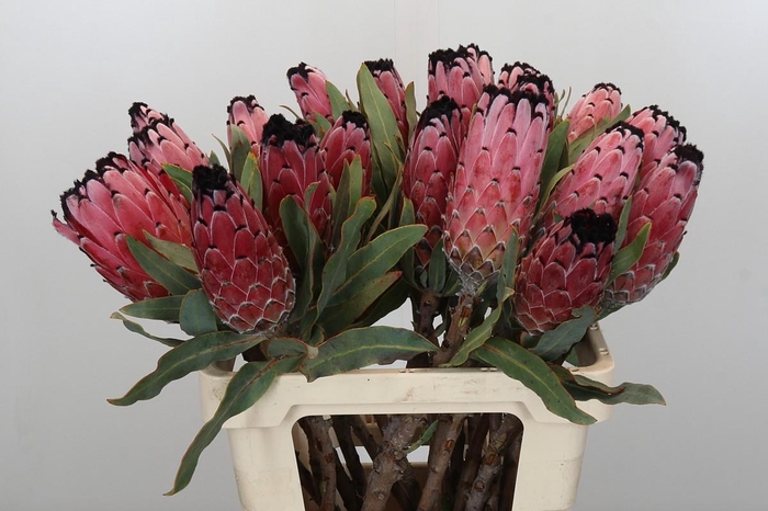 <h4>Protea Red Magic</h4>