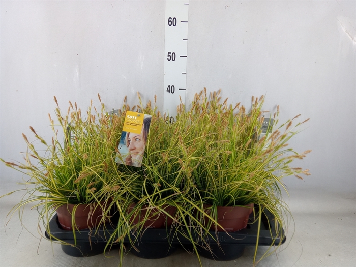 <h4>Carex oshimensis 'Everco Eversheen'</h4>