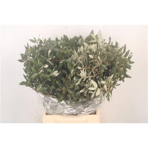 Steeneik Per Bunch