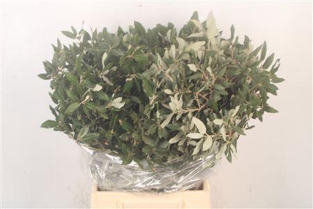 <h4>Steeneik Per Bunch</h4>