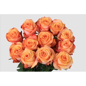 Rosa ec twilight