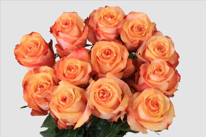 <h4>Rosa ec twilight</h4>