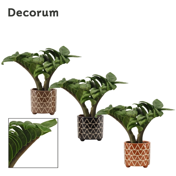 <h4>Zamioculcas Zenzi V-leaf 6 cm, 2 veren in Fee (Stone Touch-colle</h4>