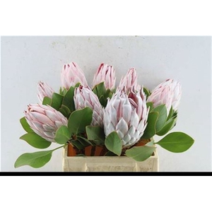 Protea Cynaroides