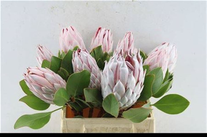 <h4>Protea Cynaroides</h4>