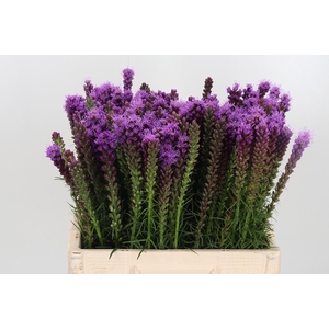 Liatris Spicata