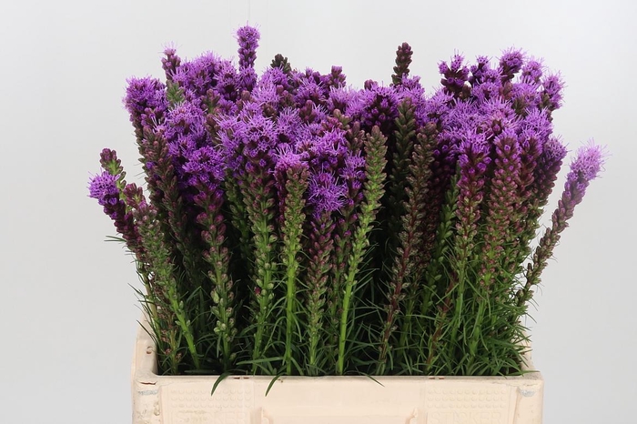<h4>Liatris Spicata</h4>