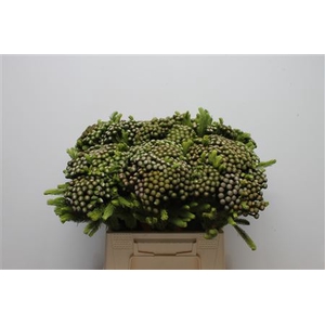 Kaaps Brunia Albiflora Medium