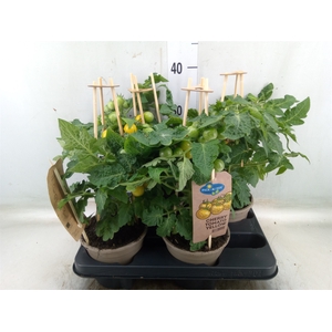 Solanum lycopersicum   ...