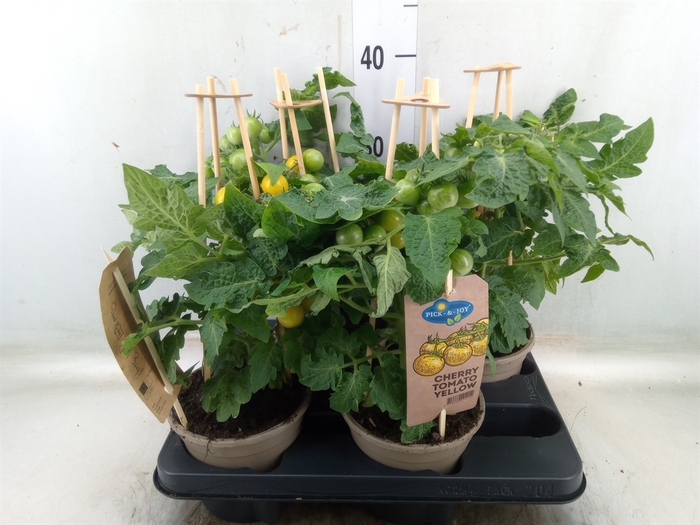 <h4>Solanum lycopersicum   ...</h4>