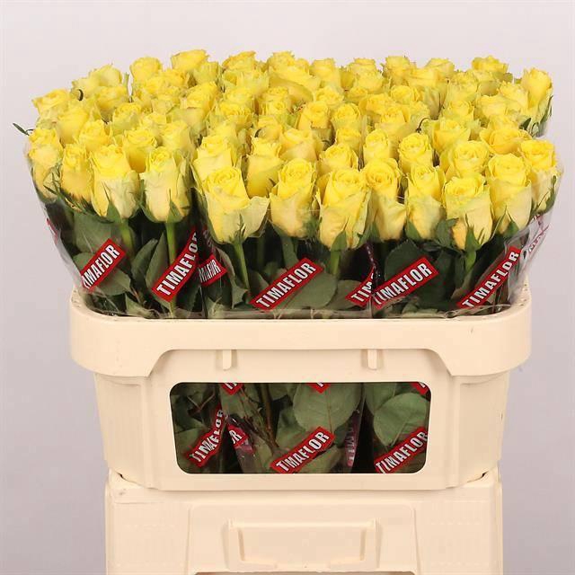 <h4>R GR GOOD TIMES</h4>