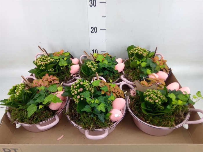 <h4>Arr. Pasen L%</h4>