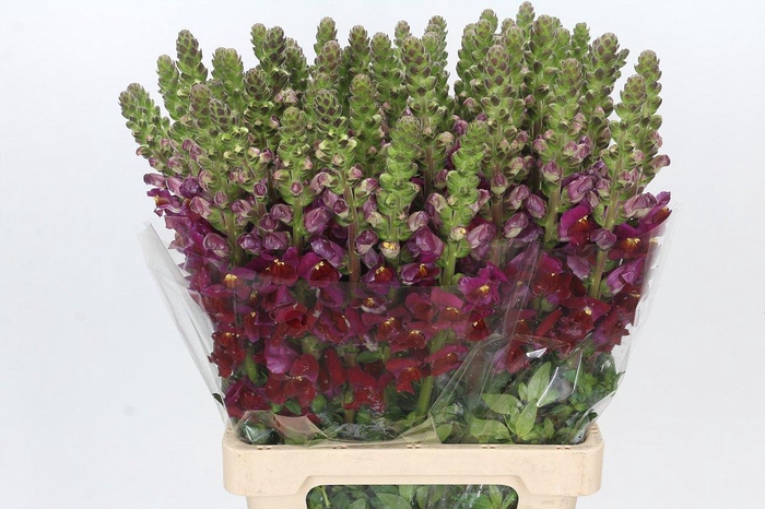 Antirrhinum Potomac Red