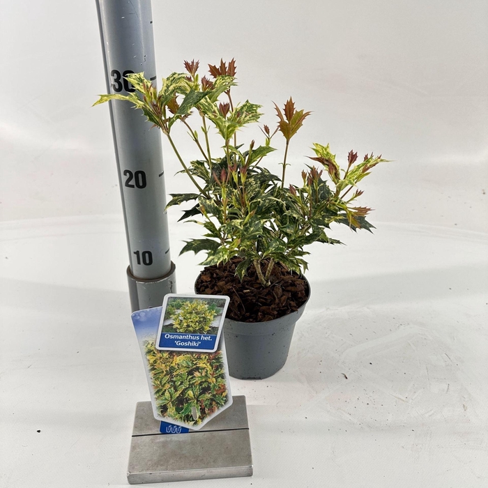 <h4>Osmanthus Goshiki</h4>