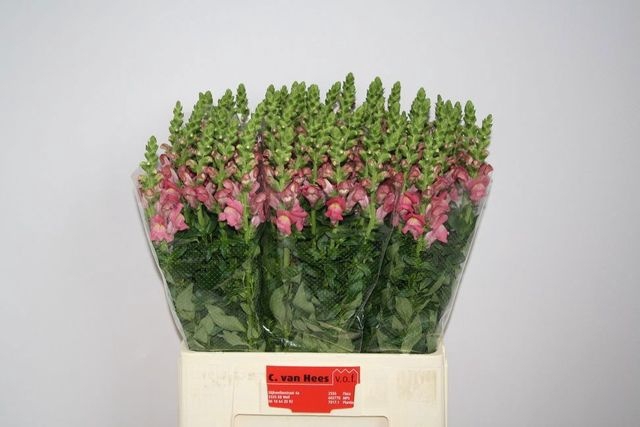 <h4>Antir Avignon C Rose</h4>