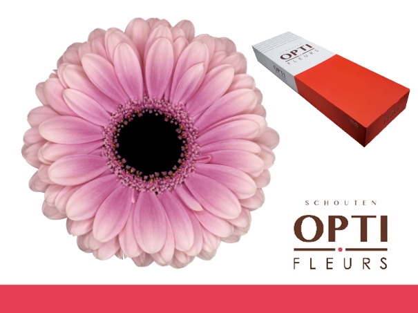 <h4>Germini Esmee Doos</h4>