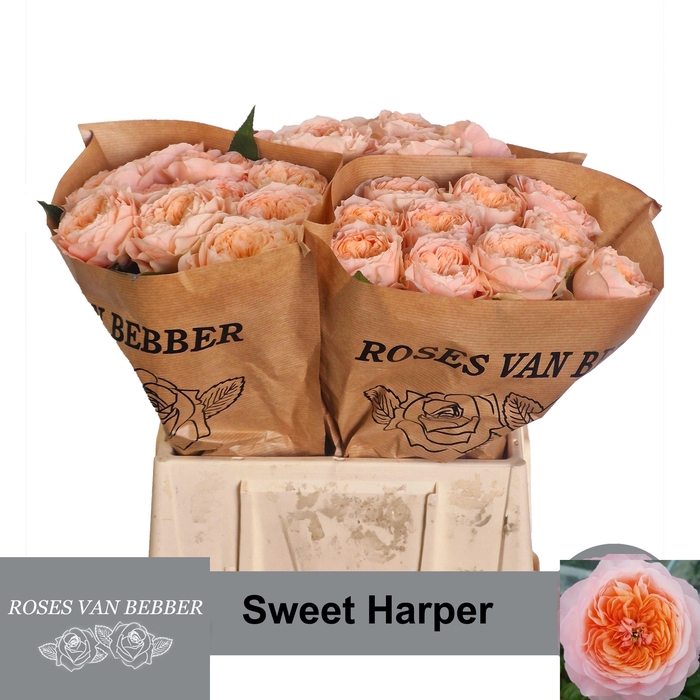 <h4>R GR SWEET HARPER!</h4>