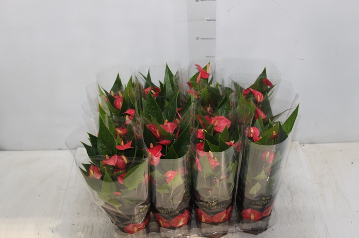 <h4>ANTHURIUM MINI MILLION FLOWERS P09</h4>