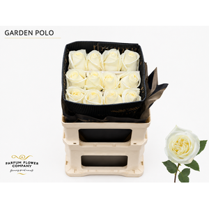 Rosa Garden Polo