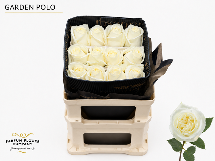 <h4>Rosa Garden Polo</h4>