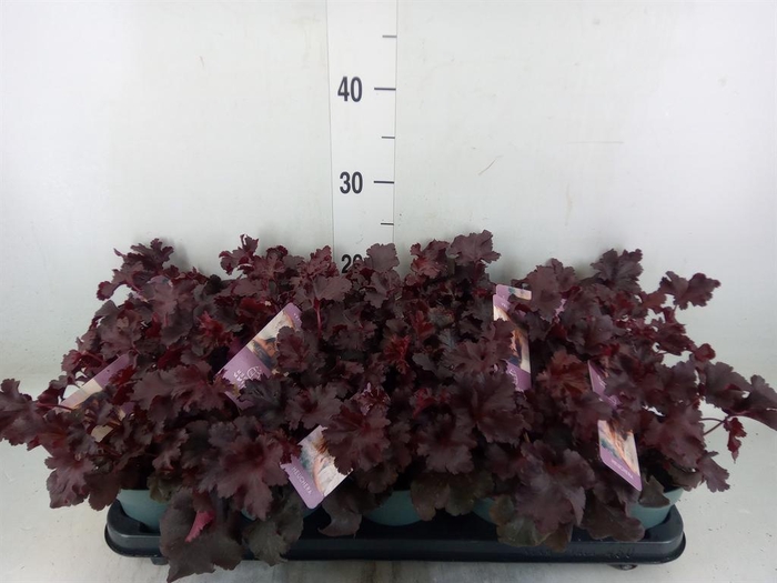 <h4>Heuchera   ...</h4>