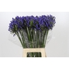 Agapanthus EYFORI Blue