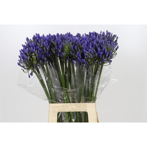 Agapanthus EYFORI Blue